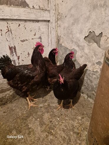 Qoyunlar, qoçlar: Toyuq, Yumurtalıq — 7