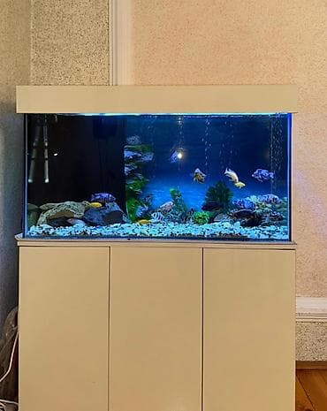 baliq tutanar: . Salam.Akvarium altligilə birlikdə satilir Uzunlugu 1.20 Eni 50 — 1