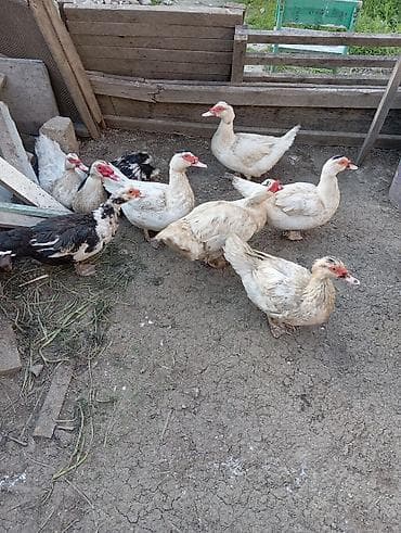 Ördəklər: Mulkdə saxlanılan muskus ördək təsərrüfatı üçün bala və damazlıq — 4