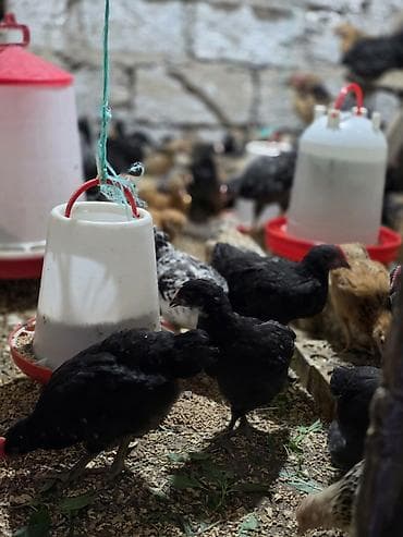 xaski gence: Toyuq cücələri, Ətlik, Ödənişli çatdırılma — 3
