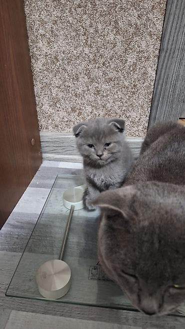 heyvanlar meymun: Şotland yastı qulaq, Erkək — 3