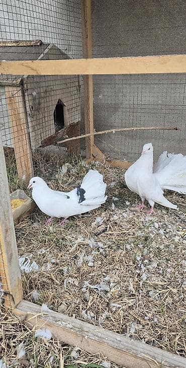 qus iran: Salam çüt deyillər ancaq erkək dişidilər hər ikisinin çütün pişiy — 6