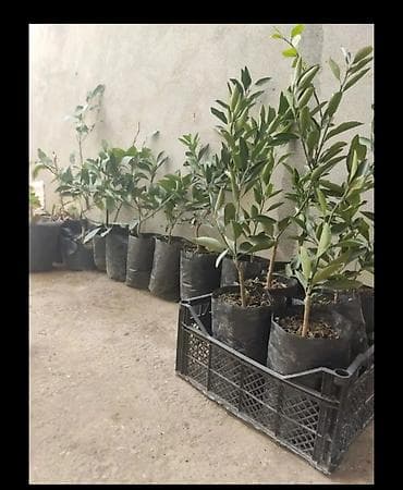 zoğal ağacı: Sitrus və xurma tingləri portağal mandalin ağaclar var vp yazın — 1