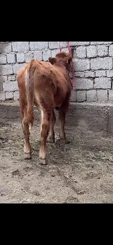 erkəy danalar: Qırmızı-qonur rəngdə, uzun tüklü gənc buğa balası (erkək danalıq) — 9