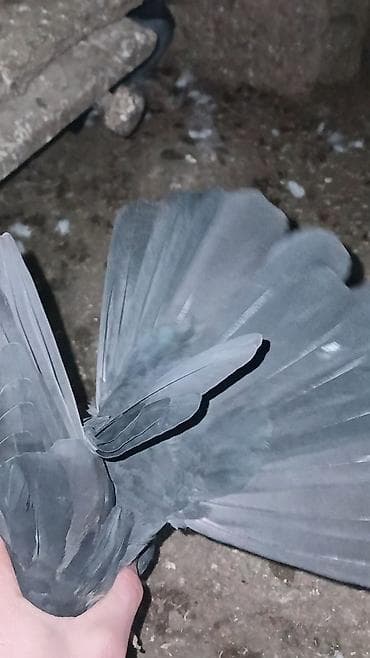 Balıqlar: Kömür qara dişi 5 manata satılır. Ağı yoxdur kömür qaradı. Ünvan — 4