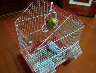 енот в баку купить: Bütöv quş qəfəsi dəsti - Ev formasında dizaynlı, metal barmaqlıqlı — 2