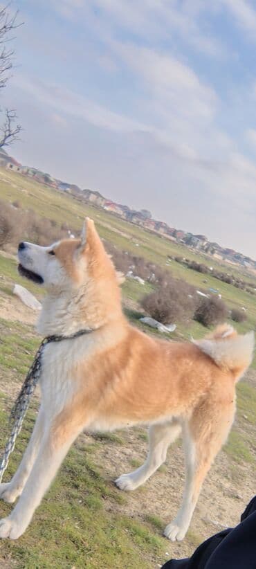 Akita-inu, 2 il, Erkek, Cütləşmə üçün, Ödənişli çatdırılma
