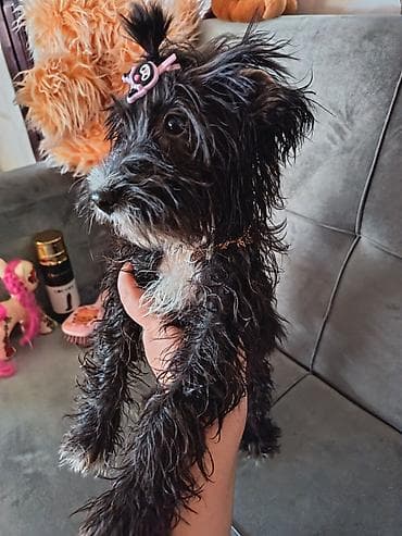 Pudel, 5 ay, Dişi, Ödənişli çatdırılma lalafo.az -da Pudel, 5 ay, Dişi, Ödənişli çatdırılma
