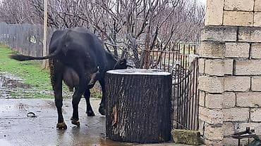 Собаки: Самка, Simental, лет: 4, 650 кг — 10