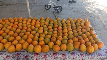 ağac dərmanları: Xurma (persimmon) tingləri – torf komları ilə - Növ: şirin xurma — 4