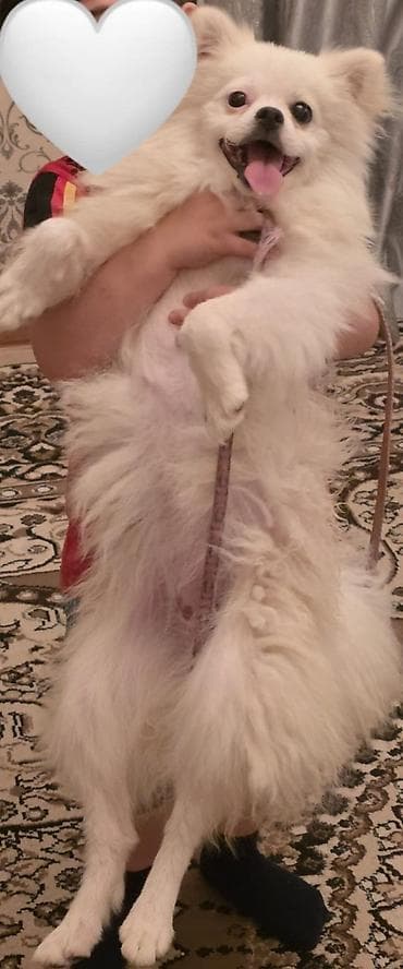 pitbul iti: Şpitz — 2