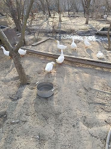 su maymunu: Qaz sürüsü – yerli təsərrüfatda bəslənmiş - Növ: ev qazı (ağ və boz — 7