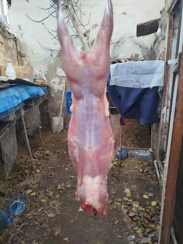 baliq topdan satis: Dovşan eti halal kesilmiş halal ceki 1 ededi gelir 1k.800q. 1k.500q — 49