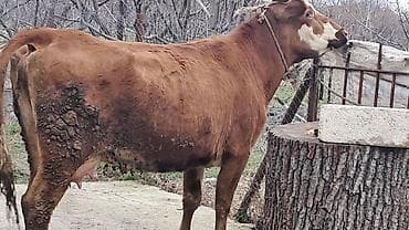 cüce satışı: Birinci qarına smentalın mələzidi 14 günlük süni mayalanmadan olan — 8