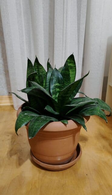 Dibçək gülü lalafo.az -da Dibçək gülü