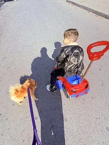 tap. az itler: Şpitz, 1 il, Dişi, Peyvəndli, Ünvandan götürmə, Pulsuz çatdırılma, Ödənişli çatdırılma — 8