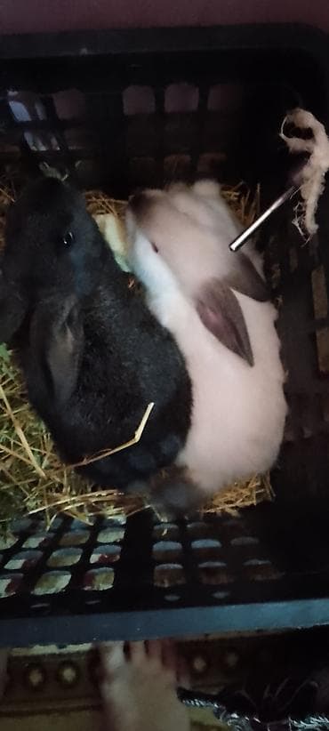 Uşaq velosipedləri: Fatbike tipli dağ velosipedi + 2 ədəd ev dovşanı paketi Velosiped: - — 2