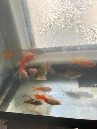 ordək bala: Qızıl balıq, Sülhsevər — 2