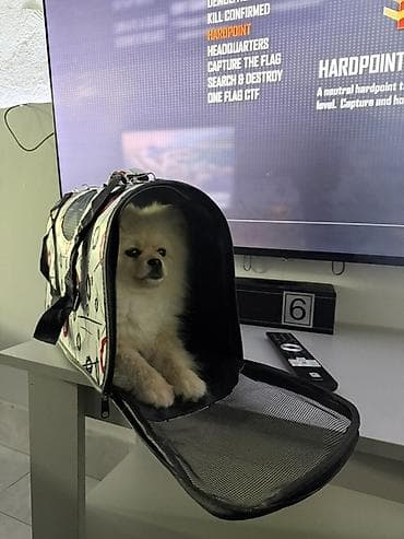 Птицы: Шпиц, 7 месяцев, Самец, С прививками — 3