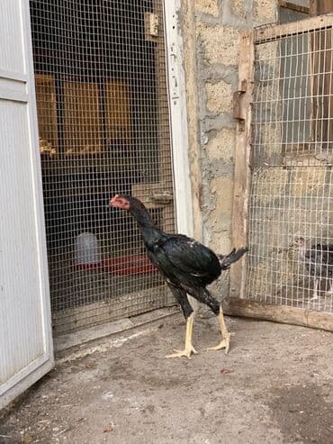 heyratı barter: Xoruz, Heyratı, il: <1 — 4