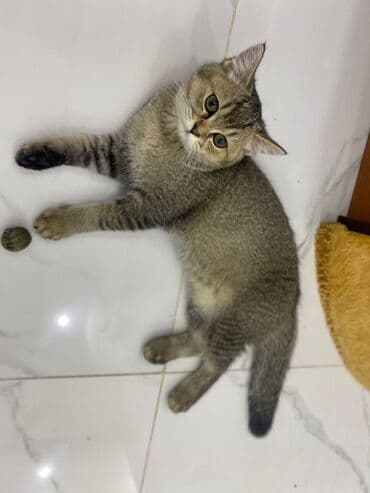 pişiklər pulsuz: Qızıl şinşilla, Erkək, Yaxşı əllərə, Ünvandan götürmə, Ödənişli çatdırılma — 3