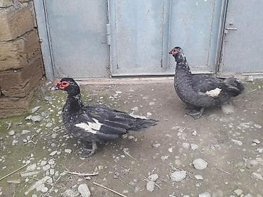 balaca itler satilir: Lavanda macar 3 fere 3 xoruz.Ferenin 1 i30 manat xoruzun 1i 50 manat — 6