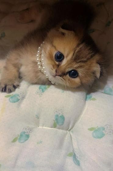 erkek pişik: Şotland yastı qulaq — 6