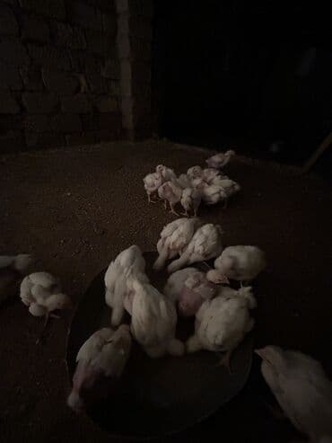 yeni doğulmuş pişik balası: Toyuq cücələri, Ətlik, Ünvandan götürmə — 3