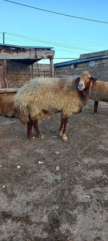 qurbanlıq qoyun: Erkək, Qala, il: 2, Damazlıq, Ünvandan götürmə — 4