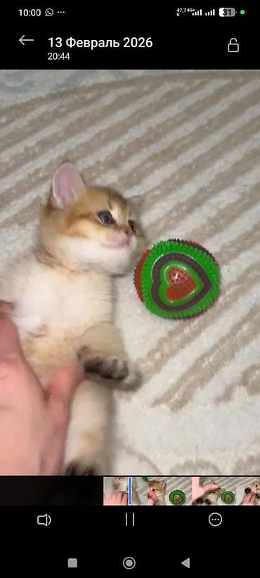 Digər heyvanlar: Qızıl şinşilla, Erkək — 1