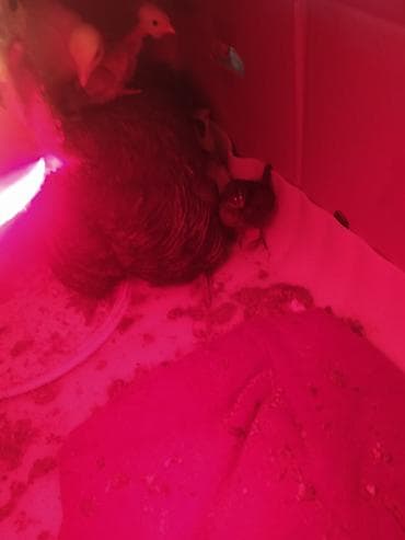 Mal-qara: Kom satılır hunduska xoruzun 6 klo çəkisi var real alıcıya endirim var — 6