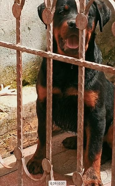 it yemi satisi: Rotveyler, 4 ay, Erkek, Peyvəndli, Ünvandan götürmə — 6