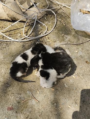 ağdaş yemi: Yaxşı əllərə — 1