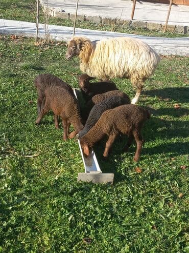 Qoyun və quzu sürüsü - Şəkillərdə: 1 ana qoyun və bir neçə