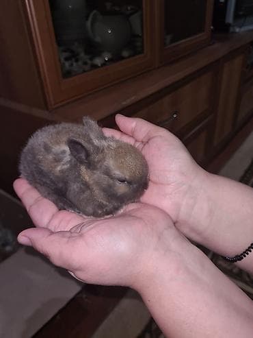 Digər heyvanlar: Karlik bala dovsanlar ag sari anqor aslanbas karlikler 20-25azn boz — 6