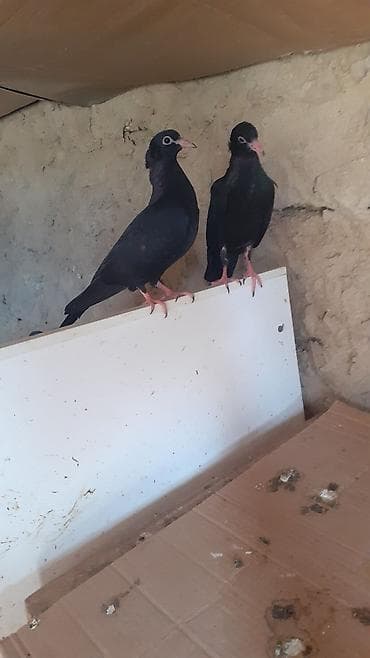Bir cut rasiya sortu qara kekilli aq dimdik balalar satilir.qiymeti 30 — 5