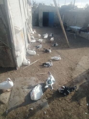 ruan ordək: 35 ədən lal ördək hamısı birlikdə 550 azn coxsu iridir — 1