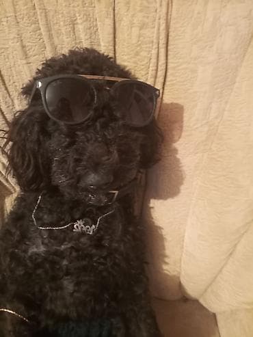 pitbull iti qiymeti: Pudel, 2 il, Dişi, Cütləşmə üçün — 3