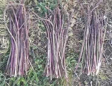 qida məhsullarının topdan satışı: Məhsul: Təbii yığılan yabanı quşqonmaz (asparagus) dəstələri Salam — 2