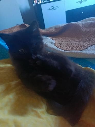 добрый руки: Самец — 4