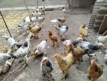 Toyuq cücələri, Damazlıq