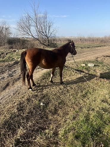 Keçilər, çəpişlər: Dişi, il: 5 — 1