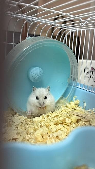 Ağ hamster — 3