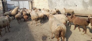 atla eşşəyin cütləşməsi: Qoyun sürüsü satılır - Sürüdə müxtəlif rəngli və tük quruluşlu ana — 5