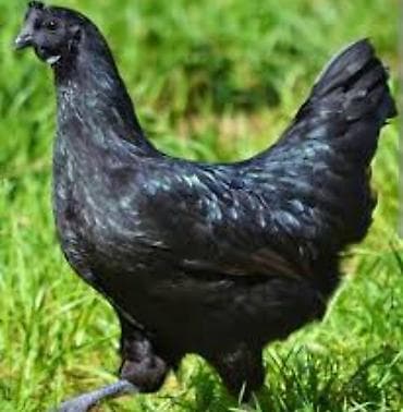 kənd toyuqları: Ayam Cemani (tamamilə qara cins) toyuq və materialları.Tecili satilir — 1