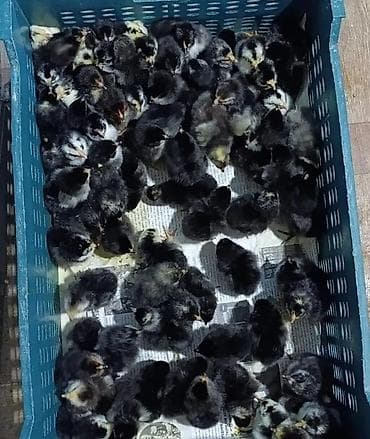 en ucuz at: Salam Allah herkesin coreyin versin. lider55 .Xarkov qenberi — 1