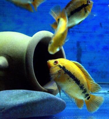 продажа аквариумных рыбок: Цихлид — 2