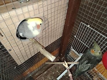 dekorativ quşlar: Nimfa papuqayları – cüt - Növ: Nimfa (Cockatiel) - Rənglər: Biri açıq — 1