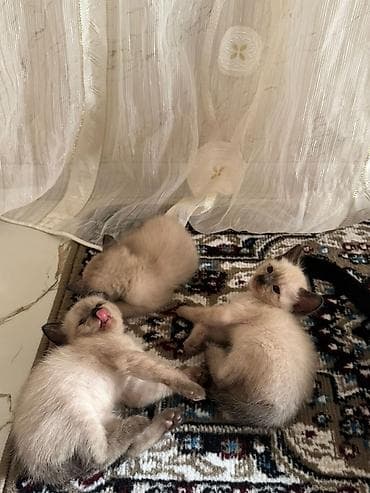 pisiylər: Siam — 5