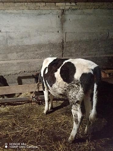 Qaramal – qara-ağ rəngli, sağlam bədən quruluşlu - Növ: inək/cavan — 2